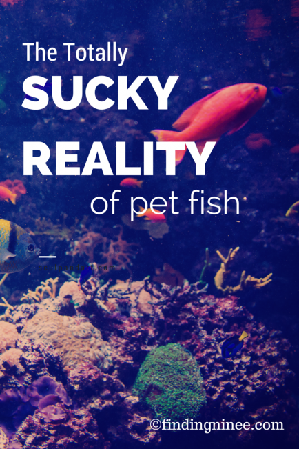the totally sucky reality of pet fish