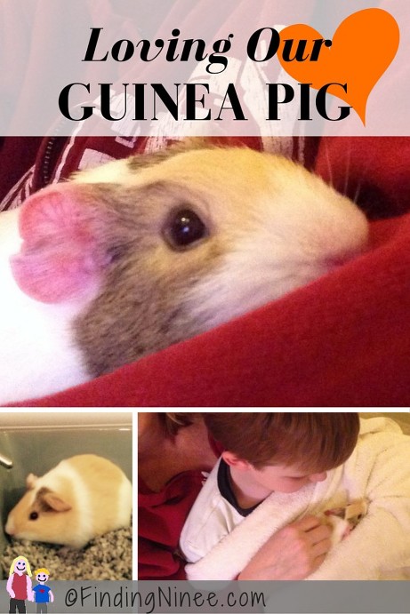 Guinea Pig Love - the loving of an unexpected rodent findingninee.com