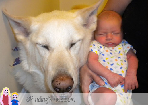 Special shepherd accepts baby even though mom was nervous