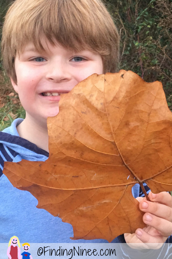 leaves-as-big-as-faces